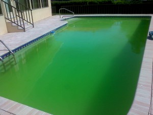 How To Clear Up A Green Swimming Pool1